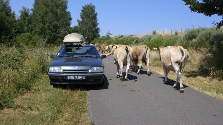 Gégé croise des vaches